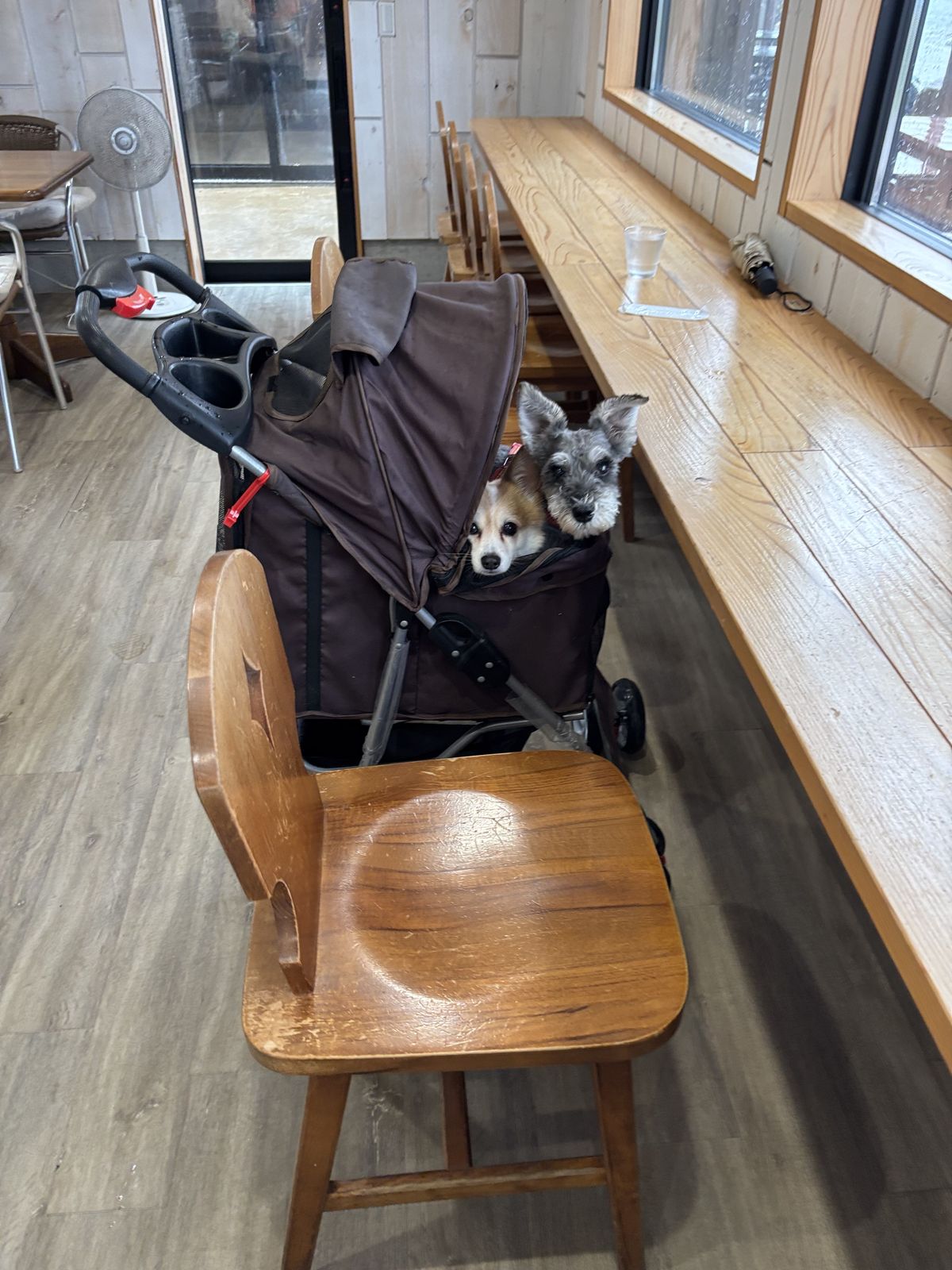 窓辺のベンチ席と愛犬