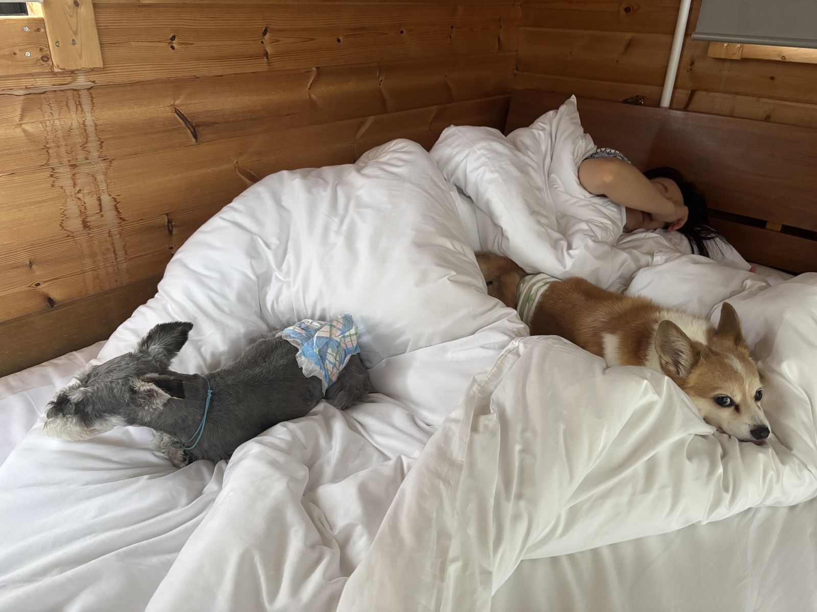 ぐっすり眠る2匹の愛犬