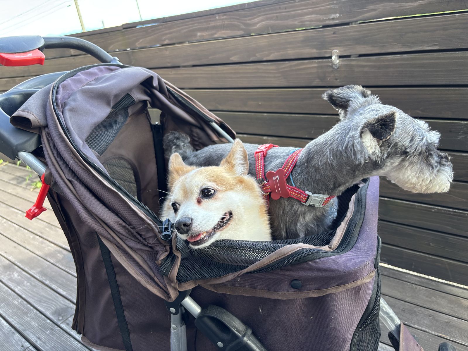 愛犬と一緒にテラス席へ