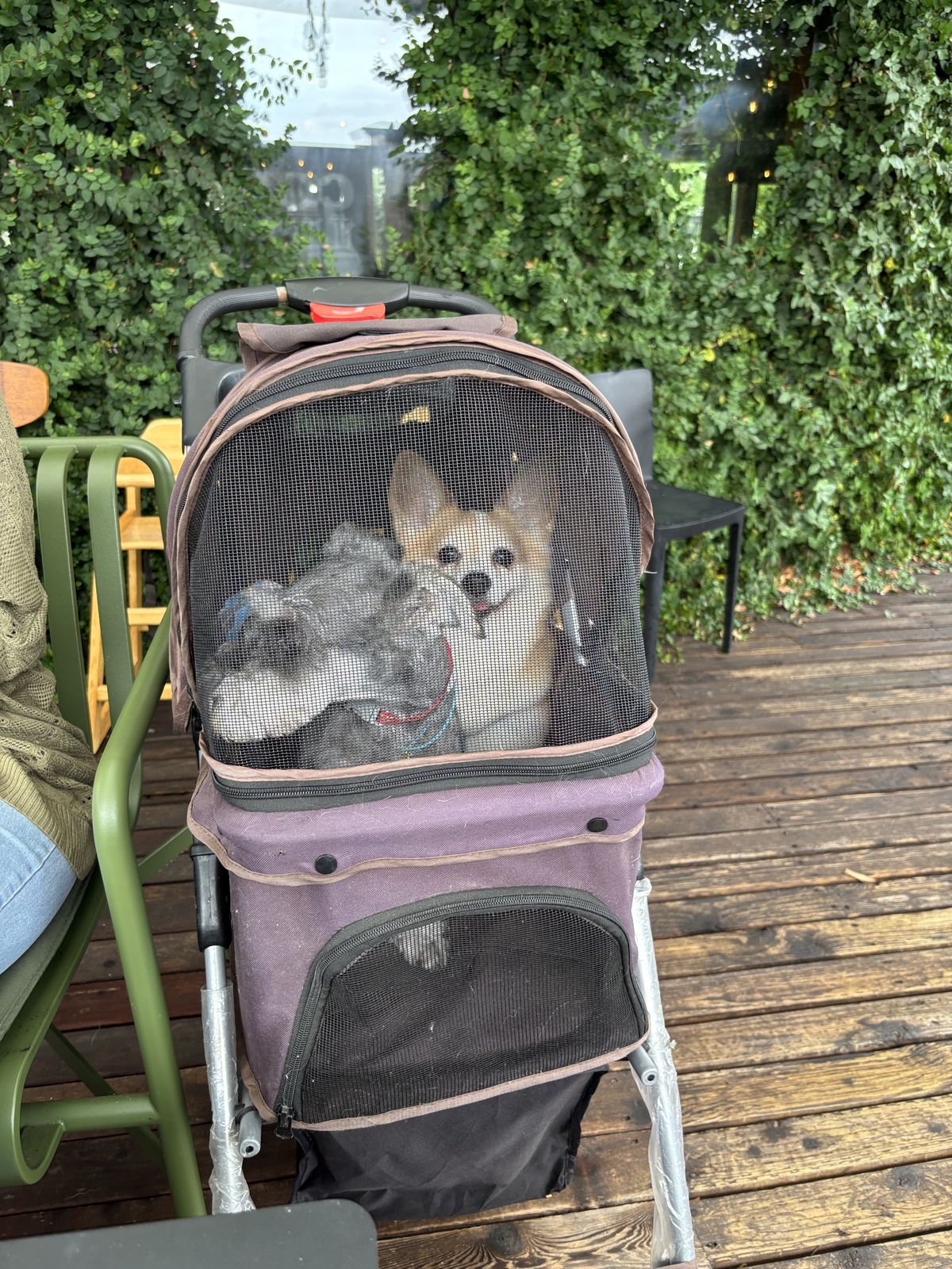 愛犬もカートで一緒に